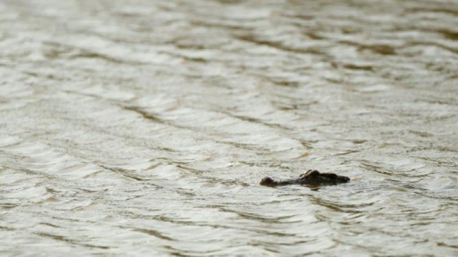 الحماس والتمساح يقضيان على حياة شاب أميركي
