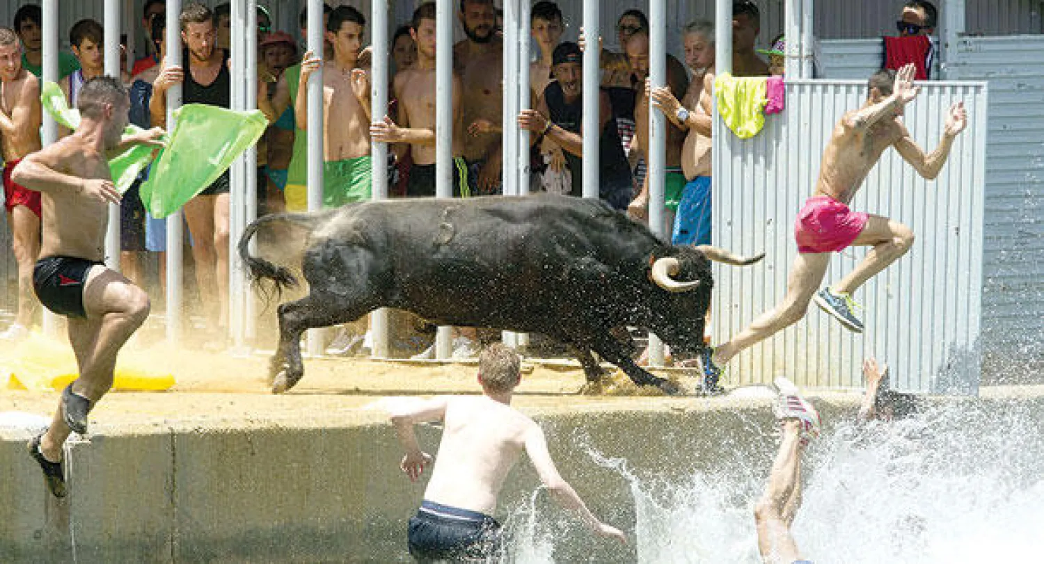مشاركون يقفزون في الماء هربا من ثور في إسبانيا (أ.ف.ب)