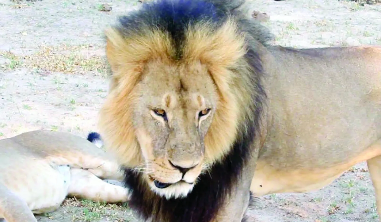 سيسيل.. الأسد الذي قتل وقطع رأسه في عملية صيد بزيمبابوي أثار زوبعة ضد الطبيب الأميركي الذي قام بصيده (أ.ب)