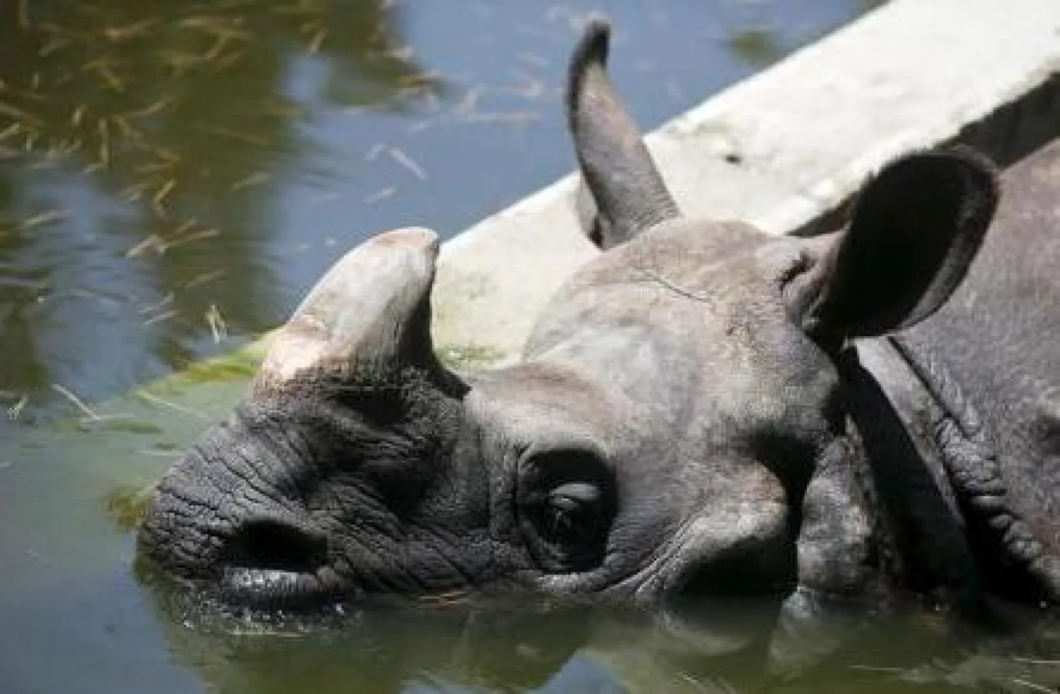 أميركيان ينجحان في استنساخ قرون لوحيد القرن