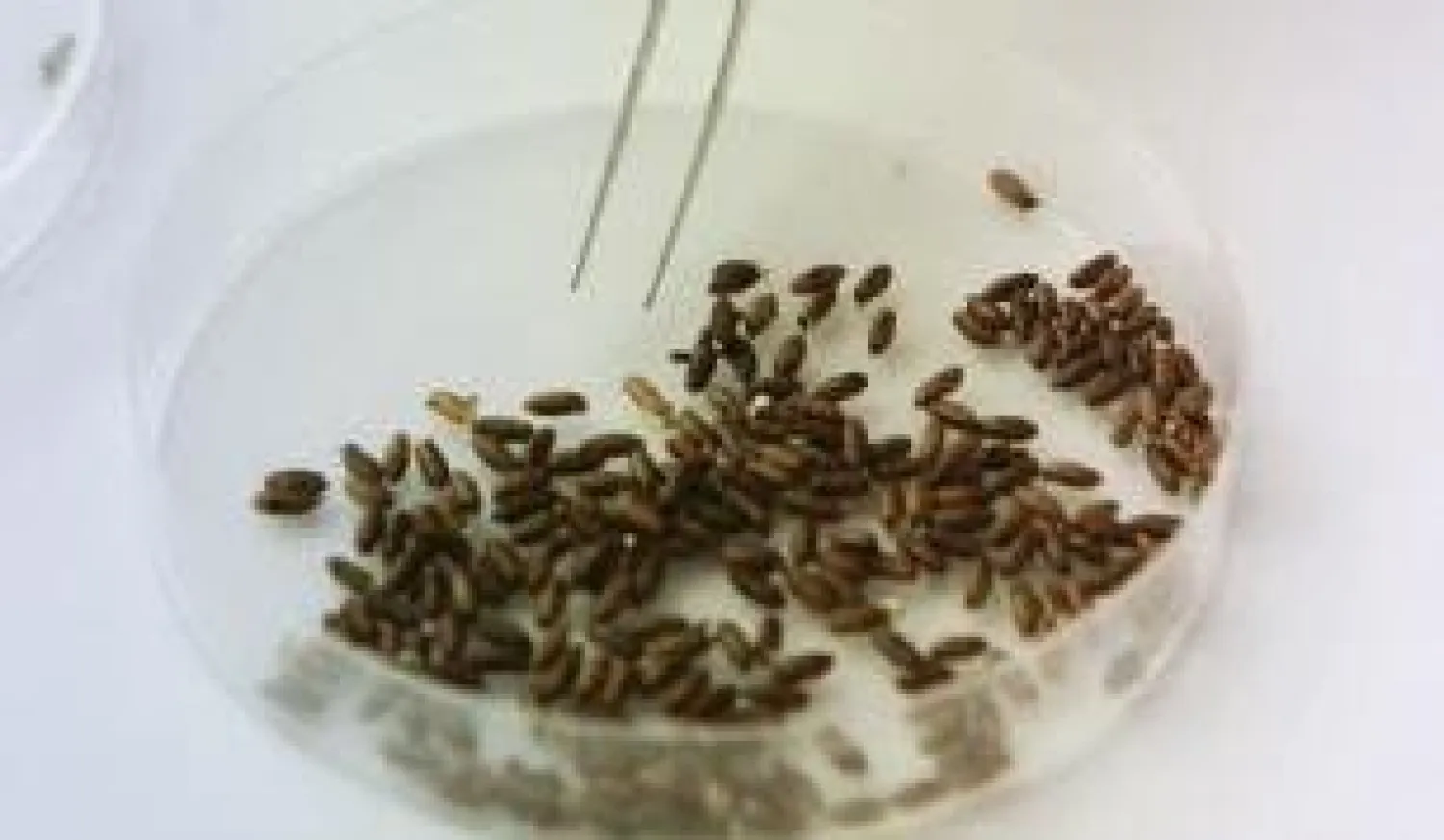 روبوت صائد للذباب يساعد في علاج الزهايمر