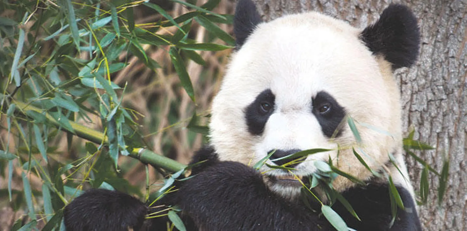 الباندا من أكثر أنواع الحيوانات المهددة بالانقراض في العالم (أ.ب)