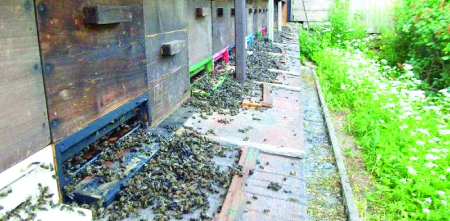 جانب من المشهد الذي أحزن المزارعين حيث عجز لسانهم عن الكلام عندما رأوا ملايين النحل ملقاة على الأرض كحبات الرمل في كل مكان