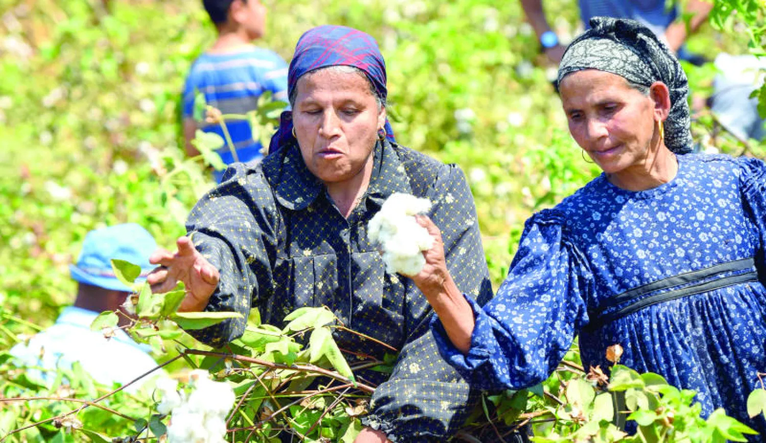 مصريات يجنين محصول القطن في محافظة المنوفية بالدلتا أمس (أ.ف.ب)