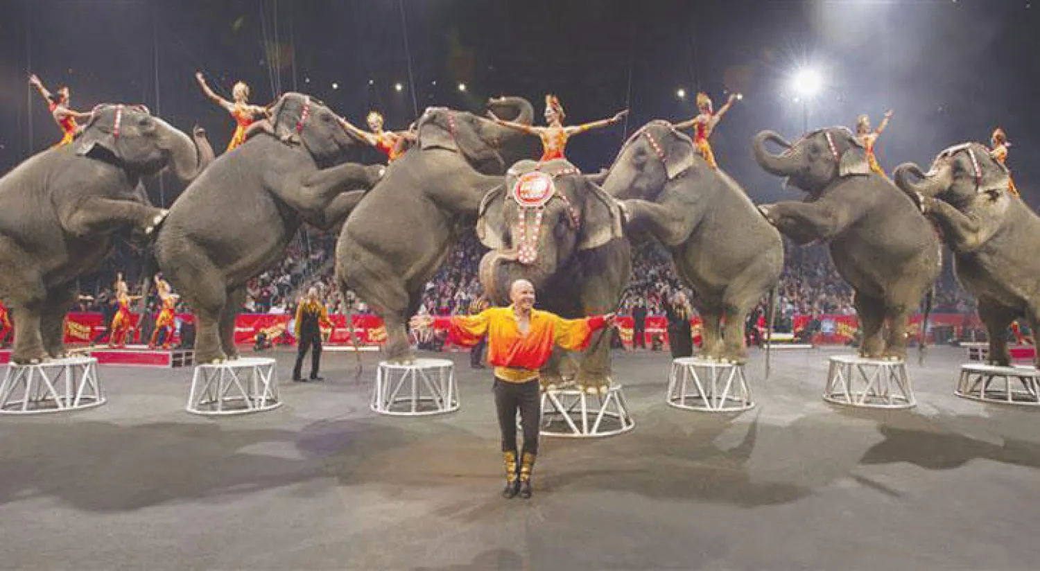 الأفيال خلال عرض سيرك