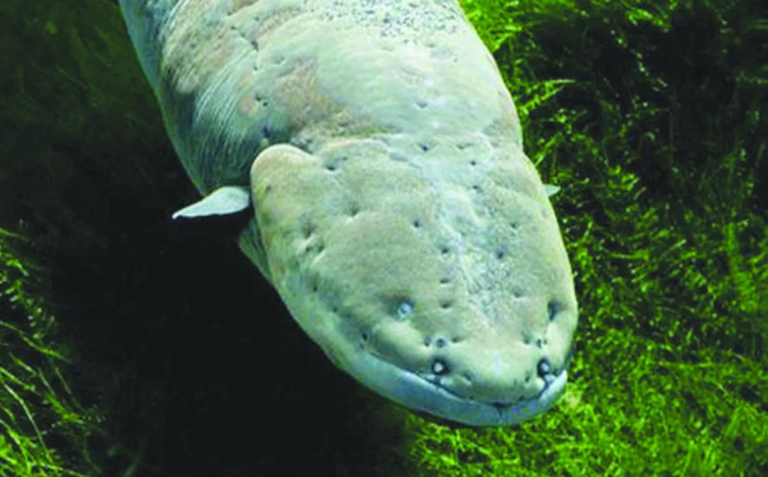 ثعبان الماء الرعاش يستخدم تقنيات حديثة في الإجهاز على فرائسه