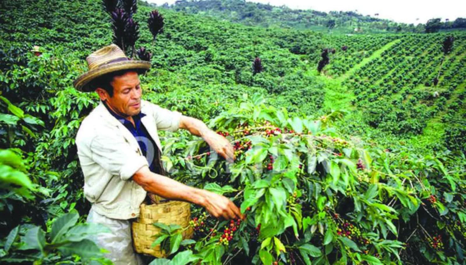 الجفاف في كولومبيا يهدد أحد أفخر أنواع البن في العالم