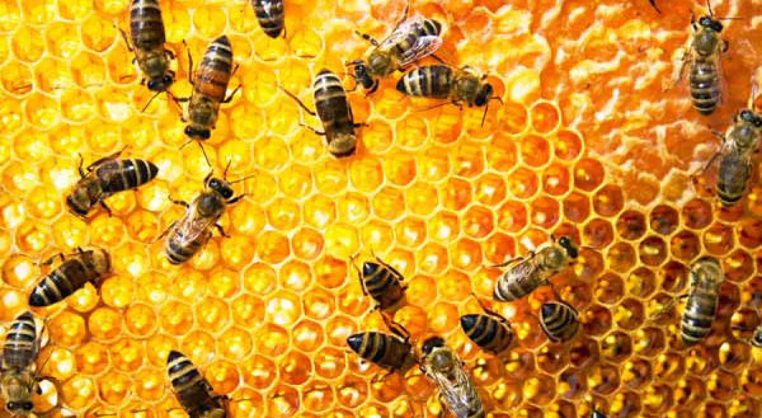 علماء: إنسان العصر الحجري كان يعشق نحل العسل واستفاد بمنتجاته