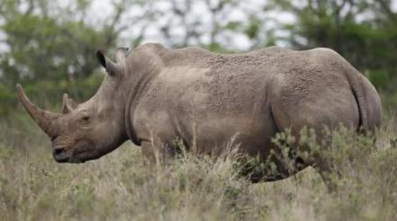 حديقة حيوان أميركية تفقد أحد أشهر سلالة وحيد القرن