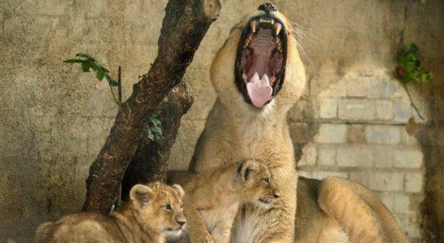 حديقة الحيوان بلندن تسمح لزوارها بالإقامة في غرف خشبية وسط الأسود