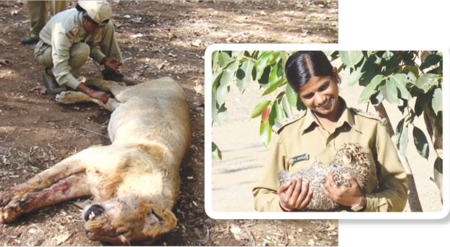 الآثار الجانبية لهذه الوظيفة كثيرة فهم يصابون بالأمراض ويتعرضون لإصابات وجروح كثيرة، فمن المعتاد أن ترصد العاملات وجود أسد بالمكان وتقوم بإبلاغ الفريق في حال كان الأسد جريحا.