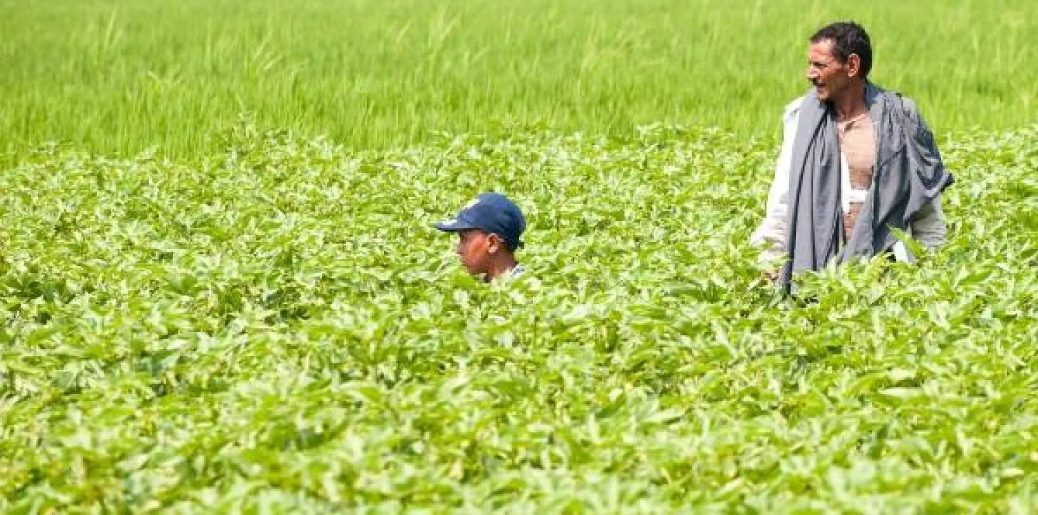 مصر تختتم 2015 باستصلاح 1.5 مليون فدان