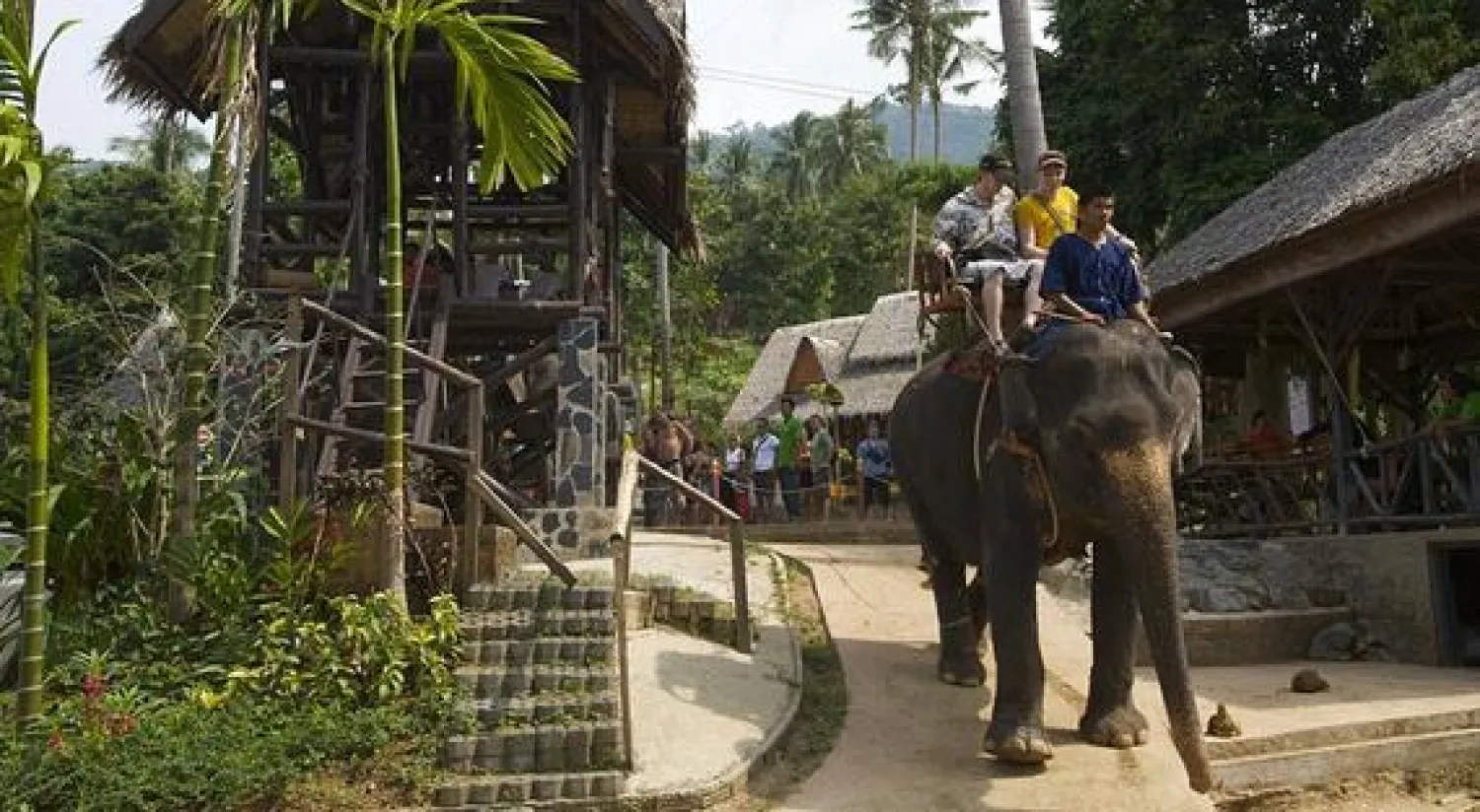 مقتل سائح اسكوتلندي تحت أقدام فيل في تايلاند