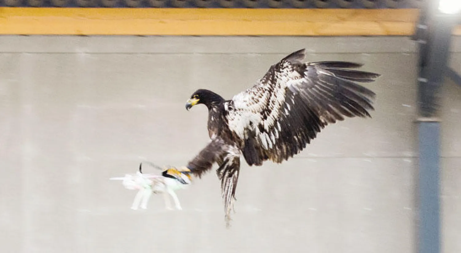 مرحلة تدريب الطيور الجارحة قد تستغرق شهورا (رويترز)