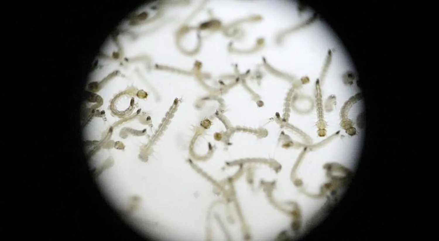 ظاهرة العصر الحديث.. فيروسات قاتلة ولقاحات غائبة