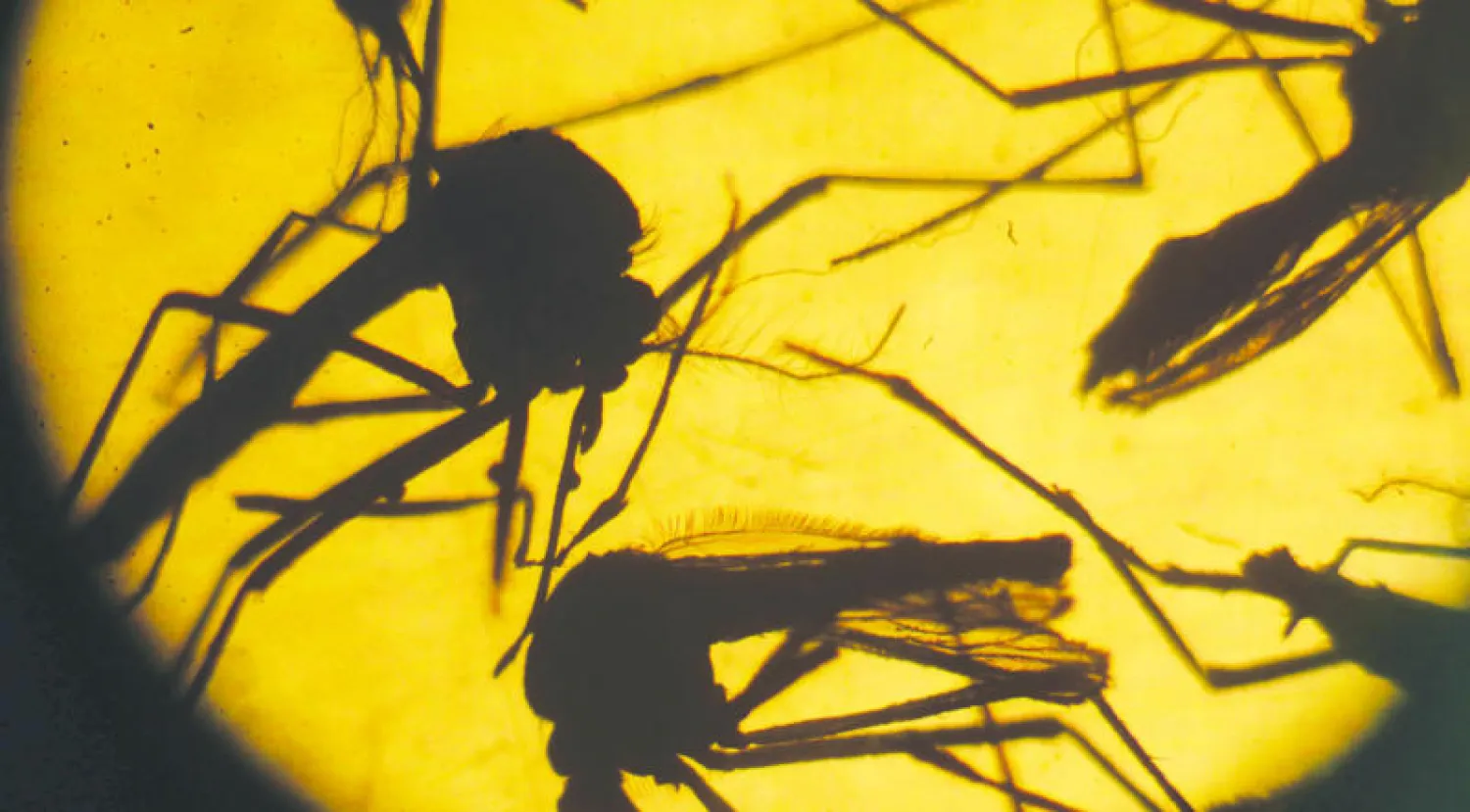 البعوض الناقل لفيروس زيكا تجري عليه تجارب في أحد معامل التحليل بجامعة السلفادور (أ.ف.ب)