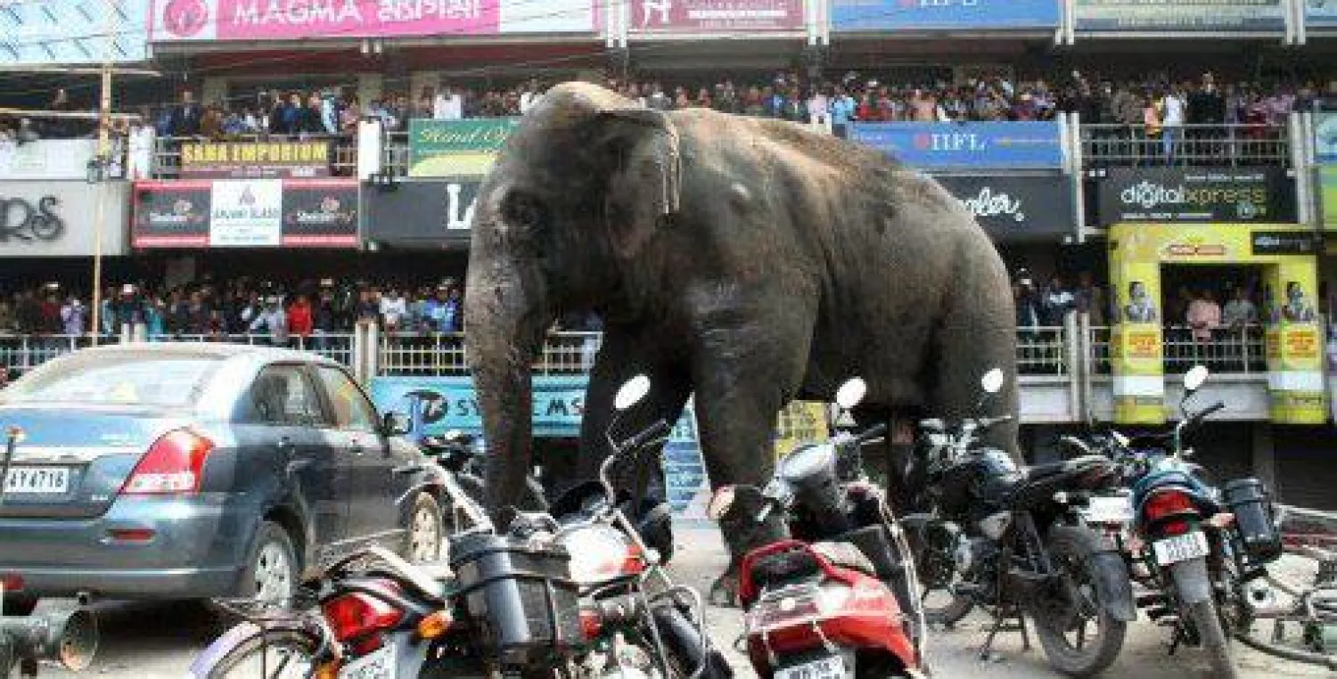 فيل بري يدمر مائة منزل ومتجر بالهند