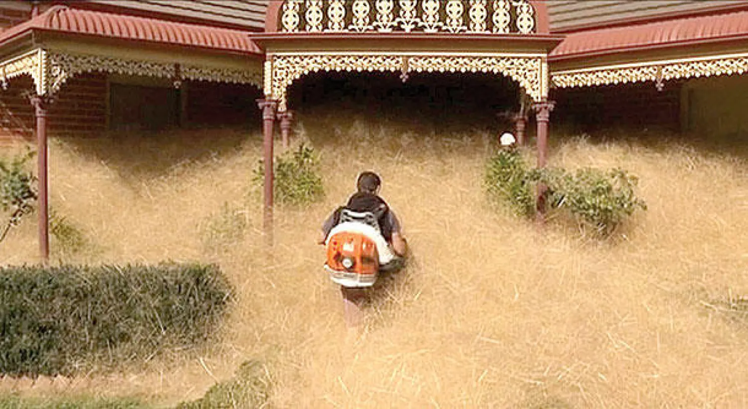 العشب الطائر