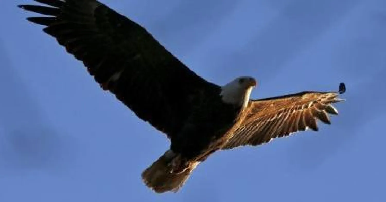 العثور على 13 نسرًا أصلع نافقًا بولاية ماريلاند الأميركية