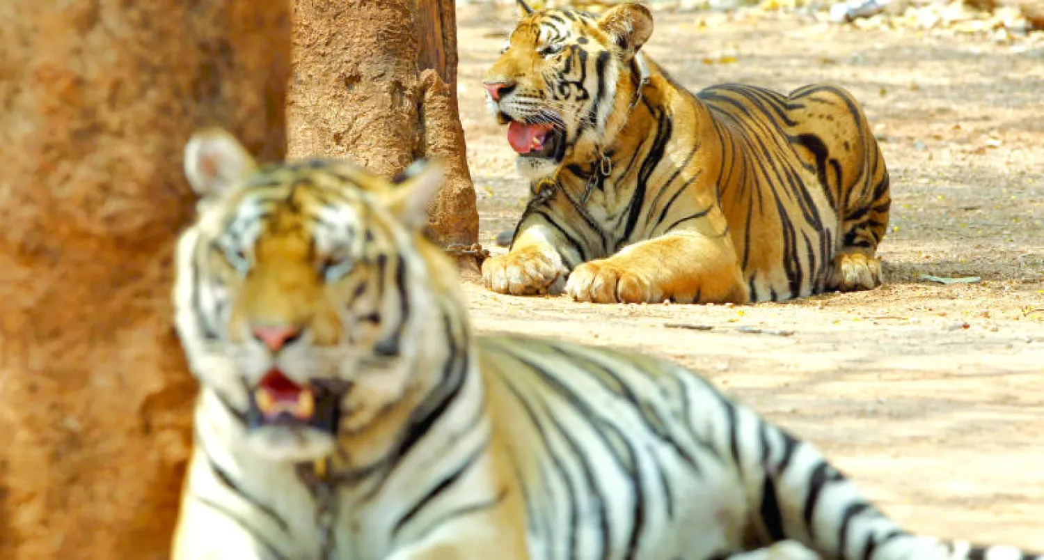 معبد تايلاندي متهم بإساءة معاملة النمور يكافح للاحتفاظ بها