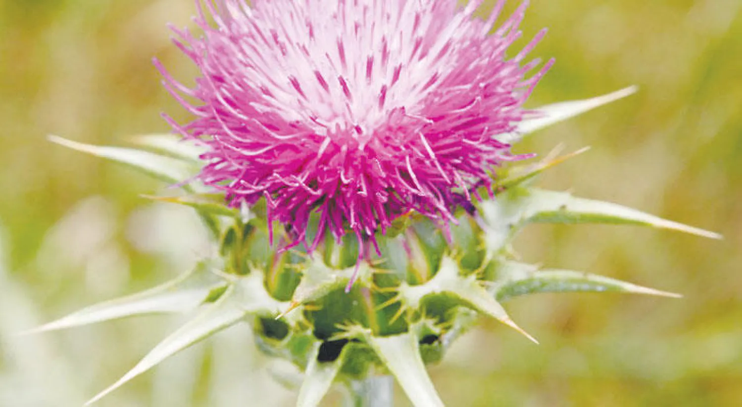 صبغة وردية البنغالي