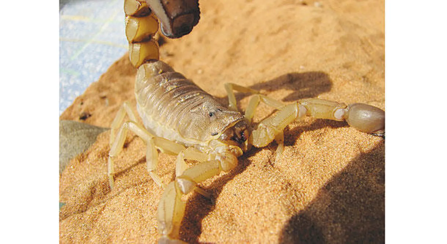 السودان يحتضن 850 نوعا  من العقارب .. منها نادرة وقاتلة