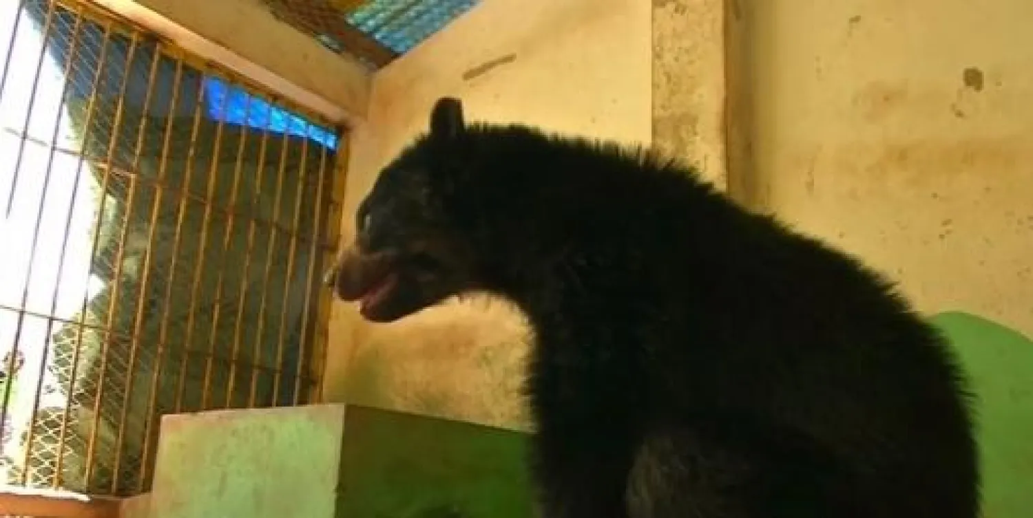 حديقة حيوان في بوليفيا تستضيف الدب الشهير «أجايا»