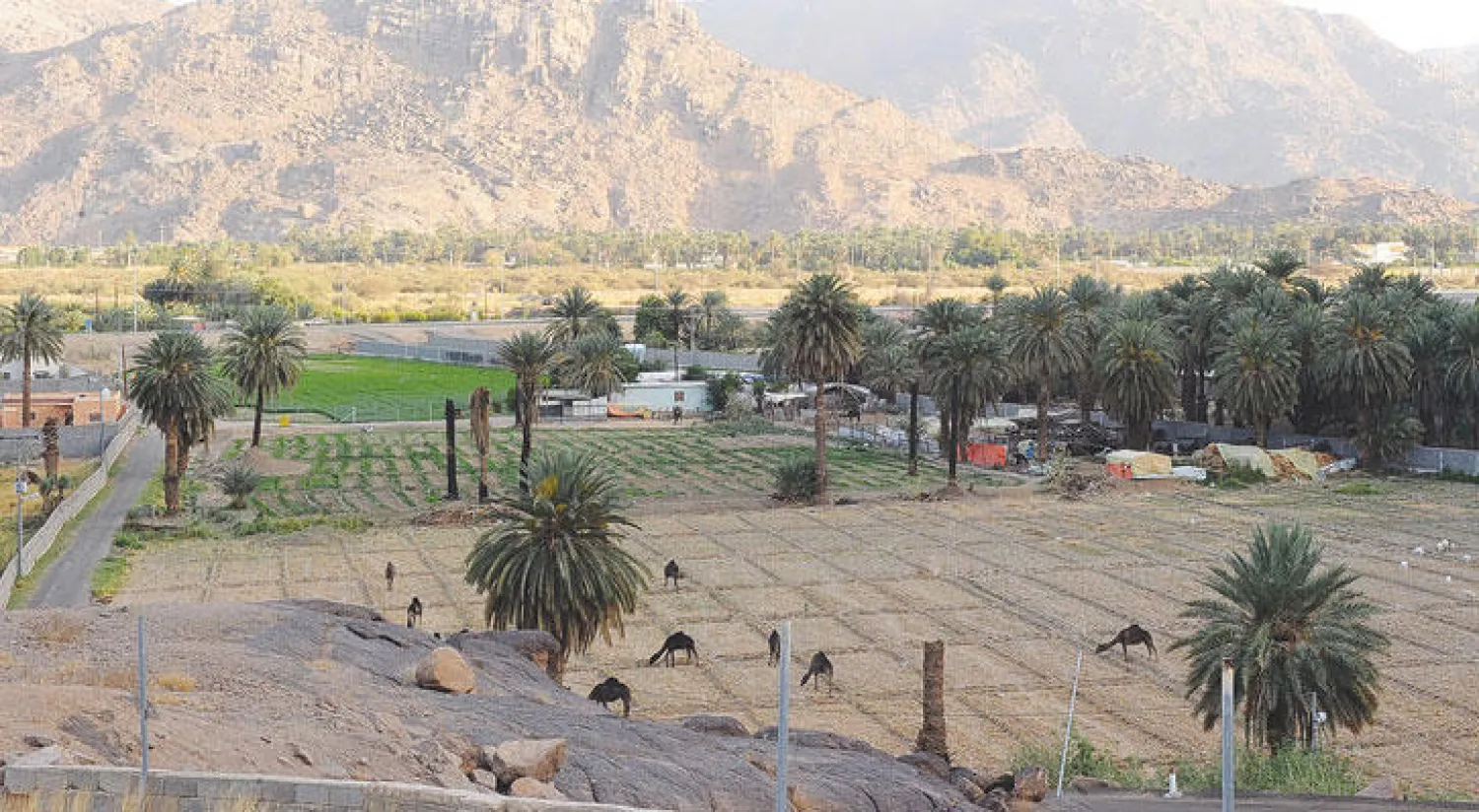 جانب من الثروة النباتية والحيوانية في نجران بالسعودية (واس)