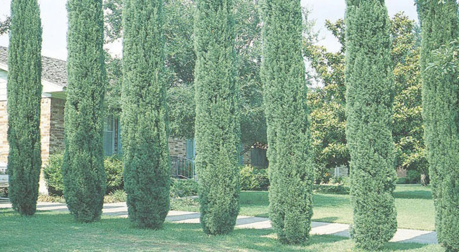 لب أشجار الصنوبر يمكن تحويله إلى ألياف للمنسوجات