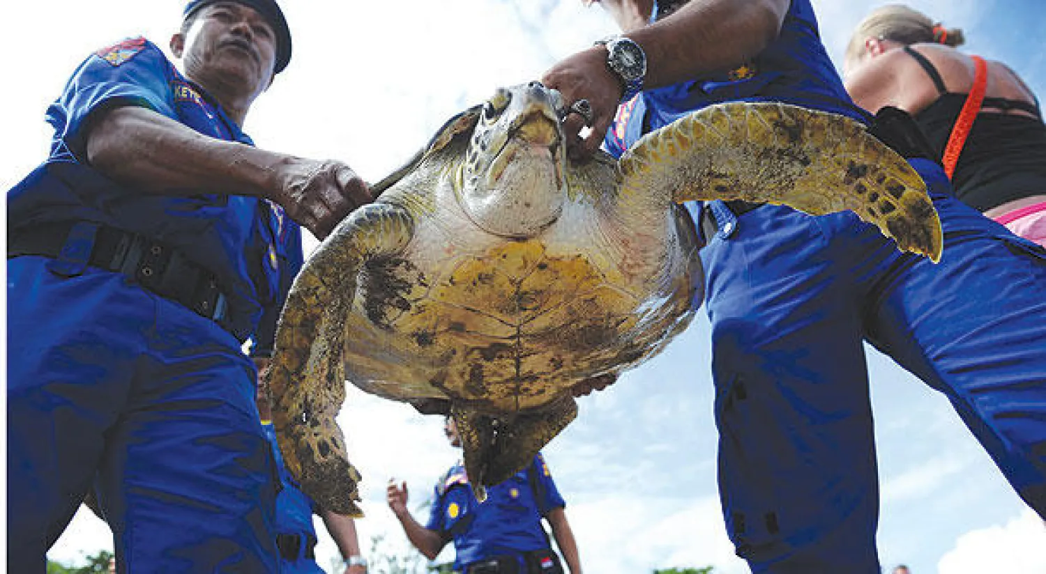 السلطات الإندونيسية تحبط محاولة لتهريب 70 سلحفاة بحرية