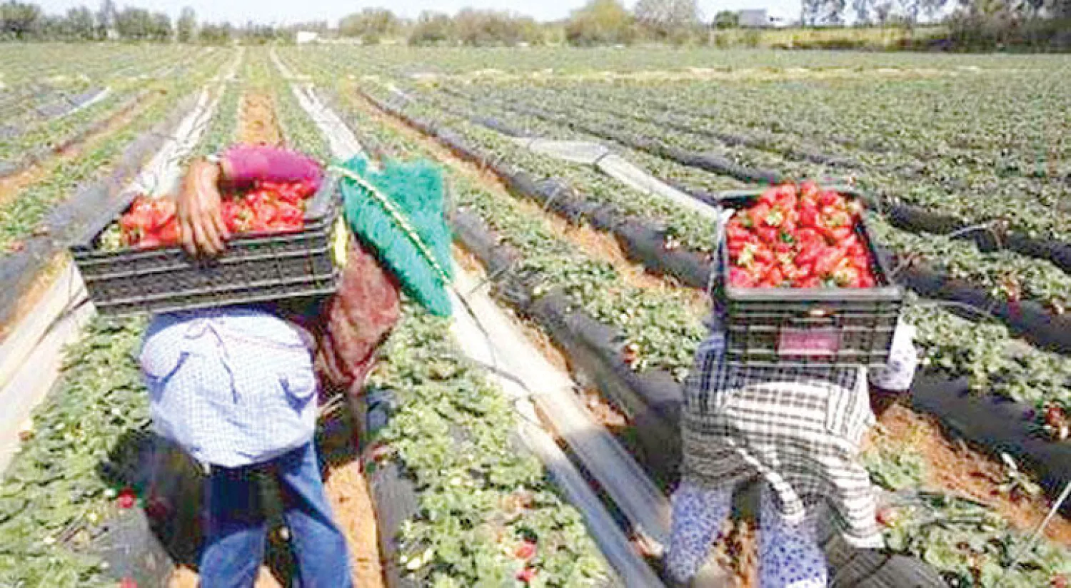 مزارعون مغاربة يلتقطون حبات الفراولة من إحدى المزارع (رويترز)