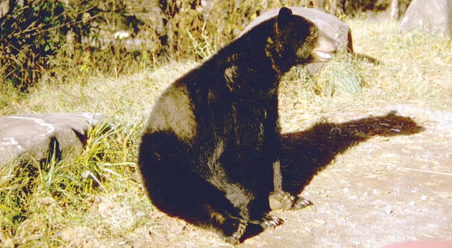 دب يهاجم رجلاً خلال نومه في مخيم بولاية تينيسي الأميركية