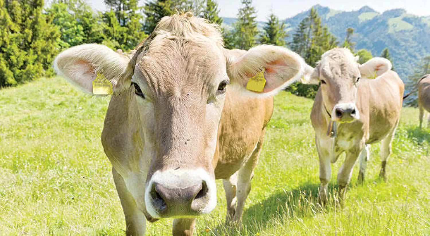 مزارع يخوض معركة «ديمقراطية» لاحتفاظ الأبقار السويسرية بقرونها