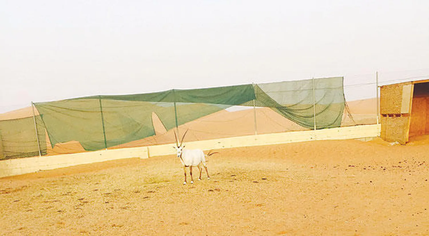 غزال في محمية بالقرب من حقل شيبه النفطي في الربع الخالي