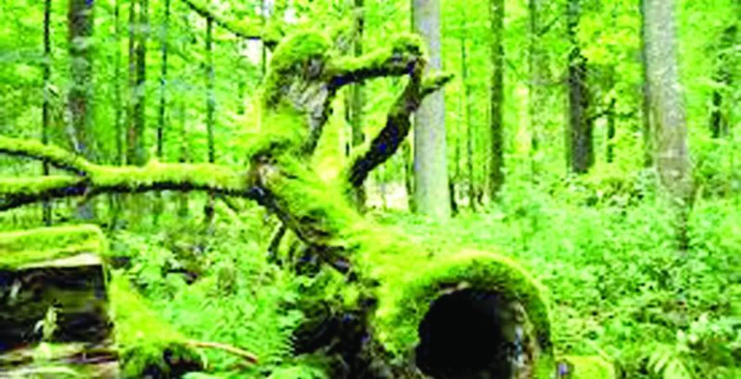 الخنافس تهدد غابة بولندية عمرها 8 آلاف عام