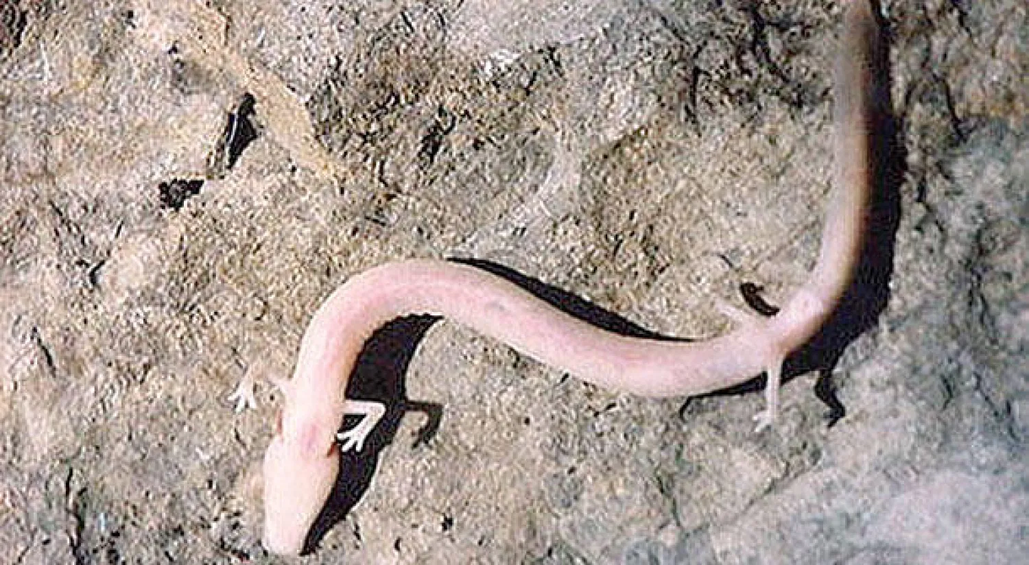 معجزة بكهف في سلوفينيا تعلن ولادة الطفل التنين