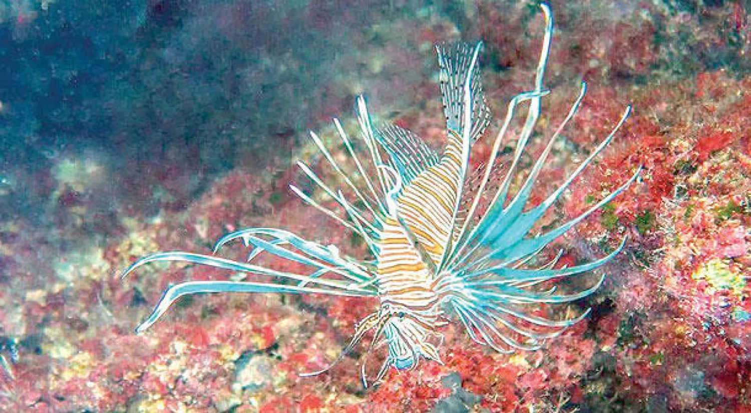 «سمكة التنين» المفترسة تجتاح البحر الأبيض المتوسط