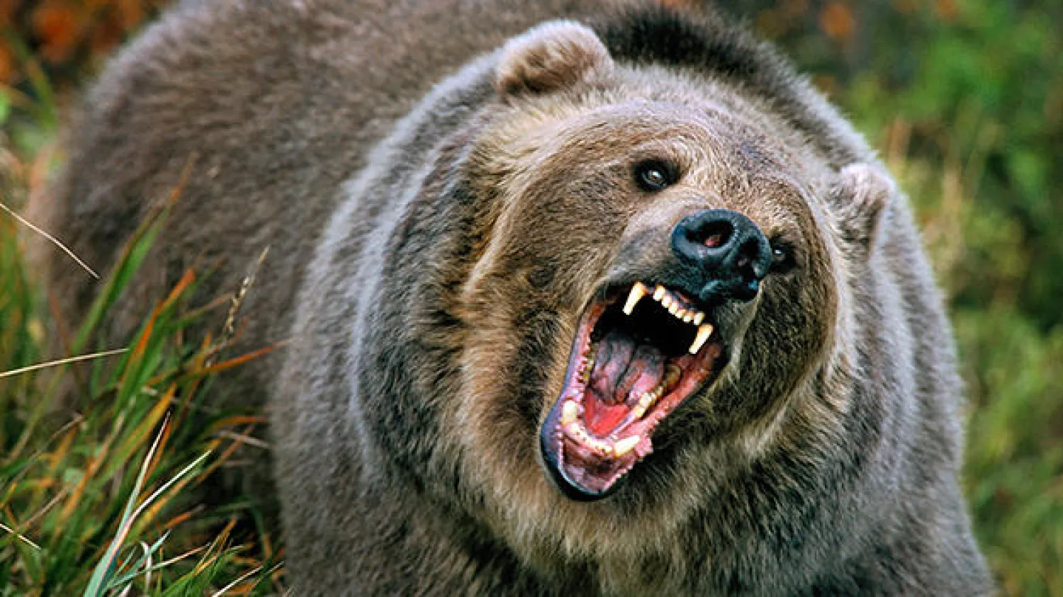 دب أشيب يقتل سائق دراجة هوائية في متنزه أميركي