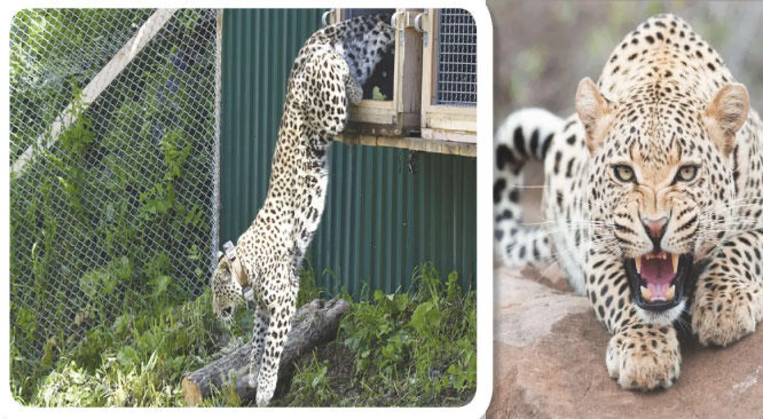 النمر القوقازي المفترس يعود إلى بيئته الطبيعية تحت حماية مشددة لإنقاذه من وحشية الإنسان - النمر يخرج من القفص مسرعًا بعدما شعر بهواء موطنه الأصيل في جبال القوقاز رغم غيابه عنها 100 عام