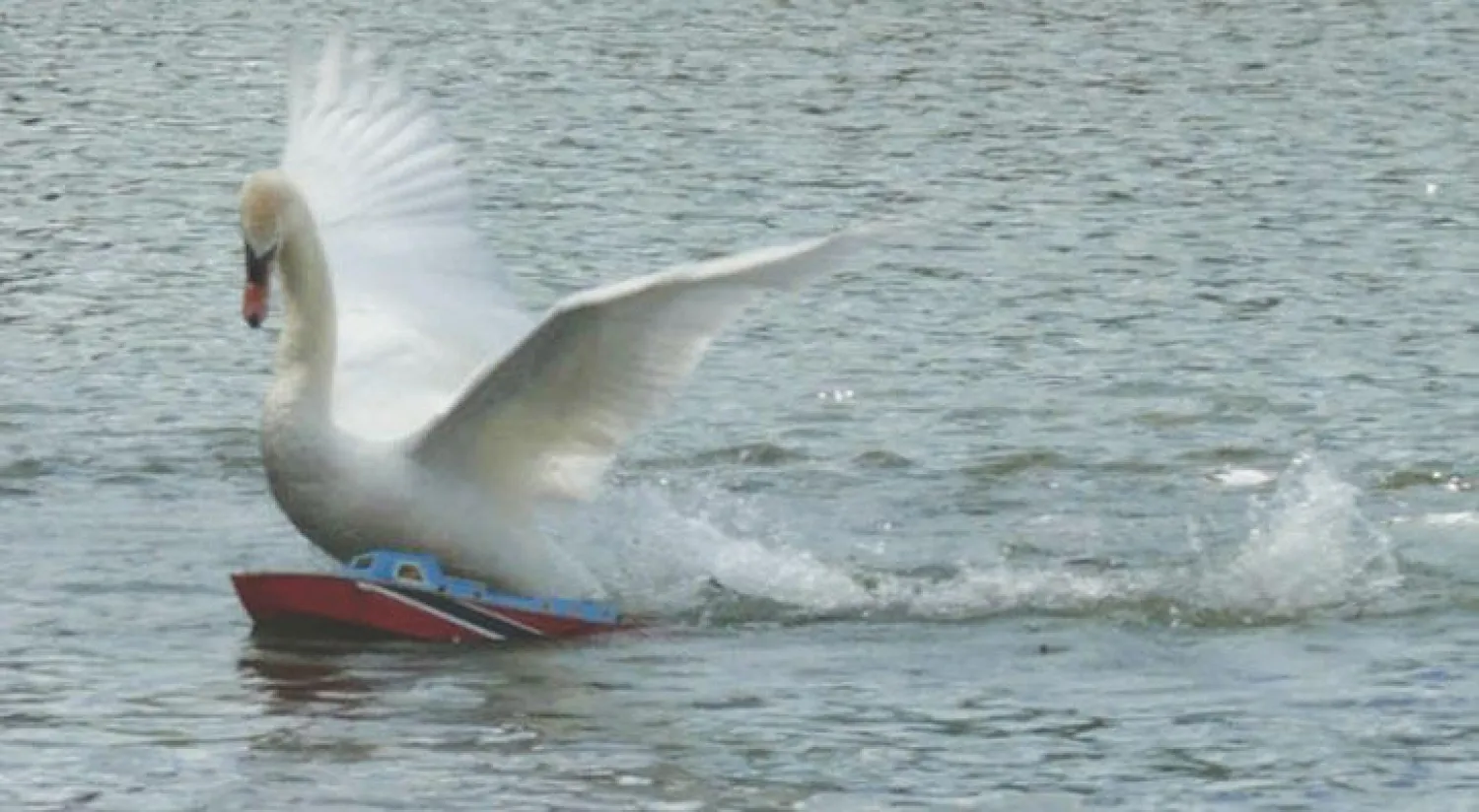 البجعة قامت بتحطيم أكثر من 8 زوارق صغيرة