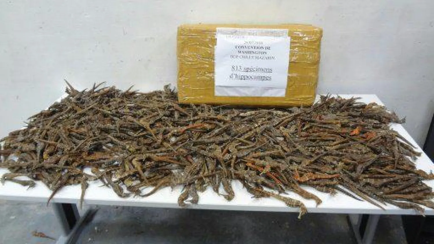 الأسماك التي تم ضبطها (أ.ف.ب)