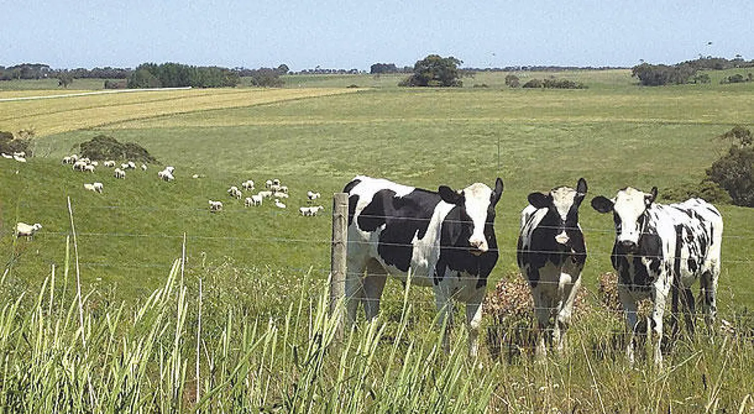 المزارع الأوروبية تأثرت بقرارات المقاطعة الروسية وتعديلات إجراءات ذبح الماشية (رويترز)