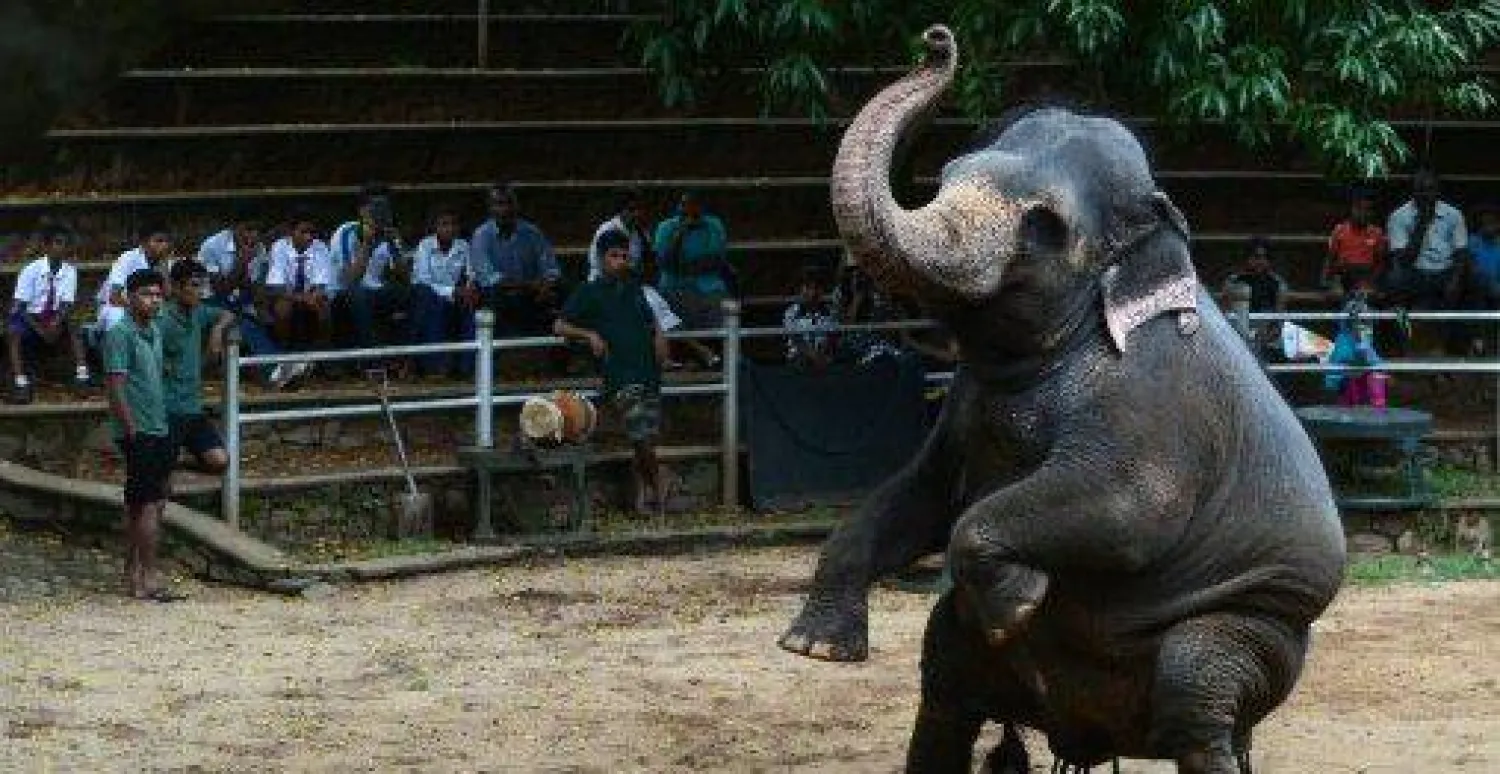 فيل يودي بحياة سائح إيطالي في كينيا