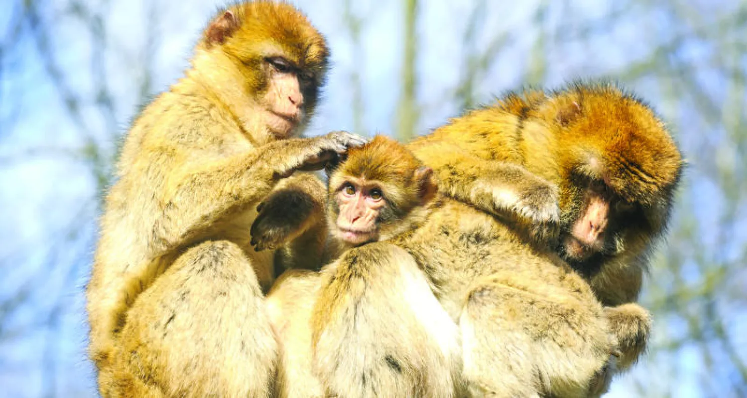 بيانات جديدة تكشف تجارة واسعة النطاق في القردة العليا