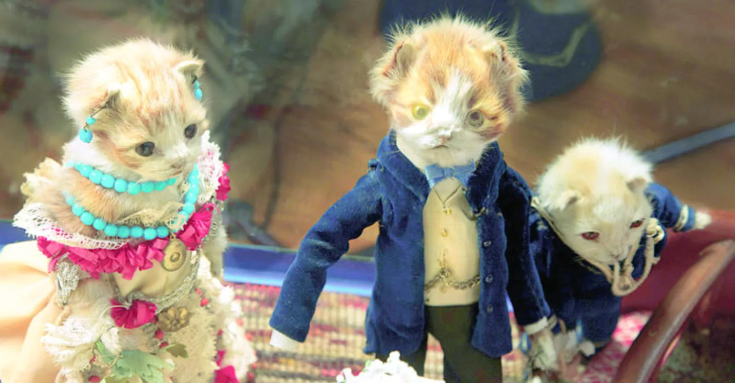 قطط محنطة محور معرض فني جديد في نيويورك