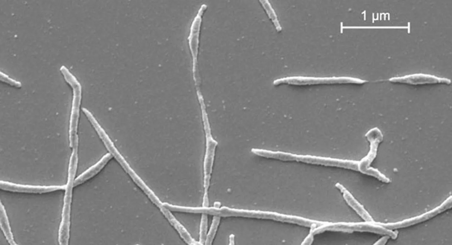 بكتيريا مايكوبلازما نيوموني