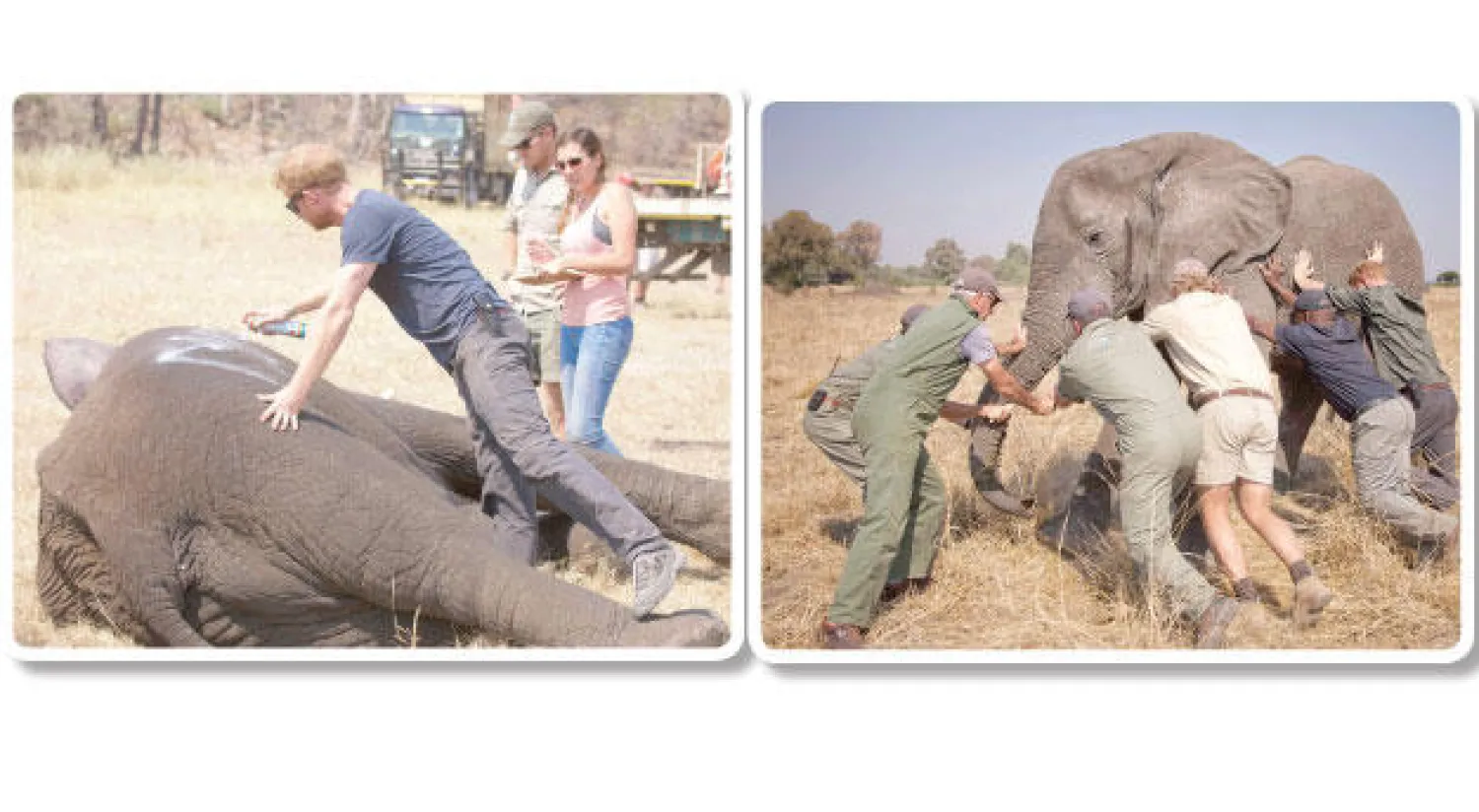 الأمير هاري يشارك في مشروع لحماية الأفيال بمالاوي