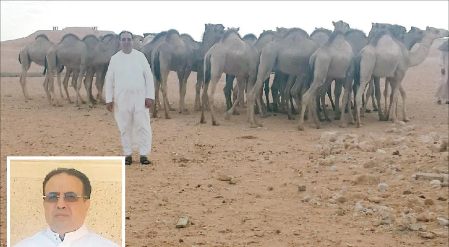 الطيب الصافي يرعى إبله في منطقة الطرشة الصحراوية جنوب طبرق شرق ليبيا («الشرق الأوسط»)