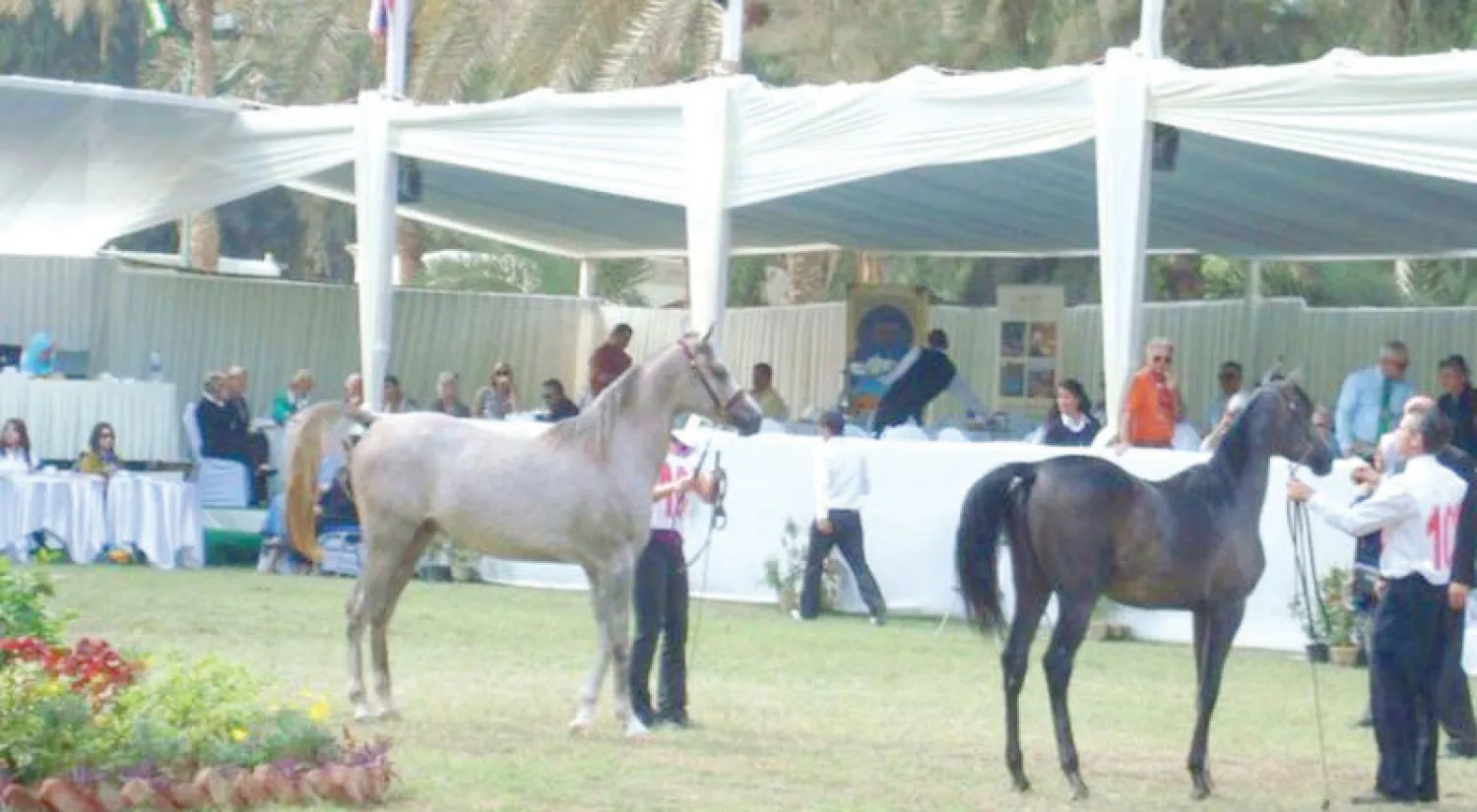 من الخيول المشاركة في المهرجان السنوي بالقاهرة («الشرق الأوسط»)