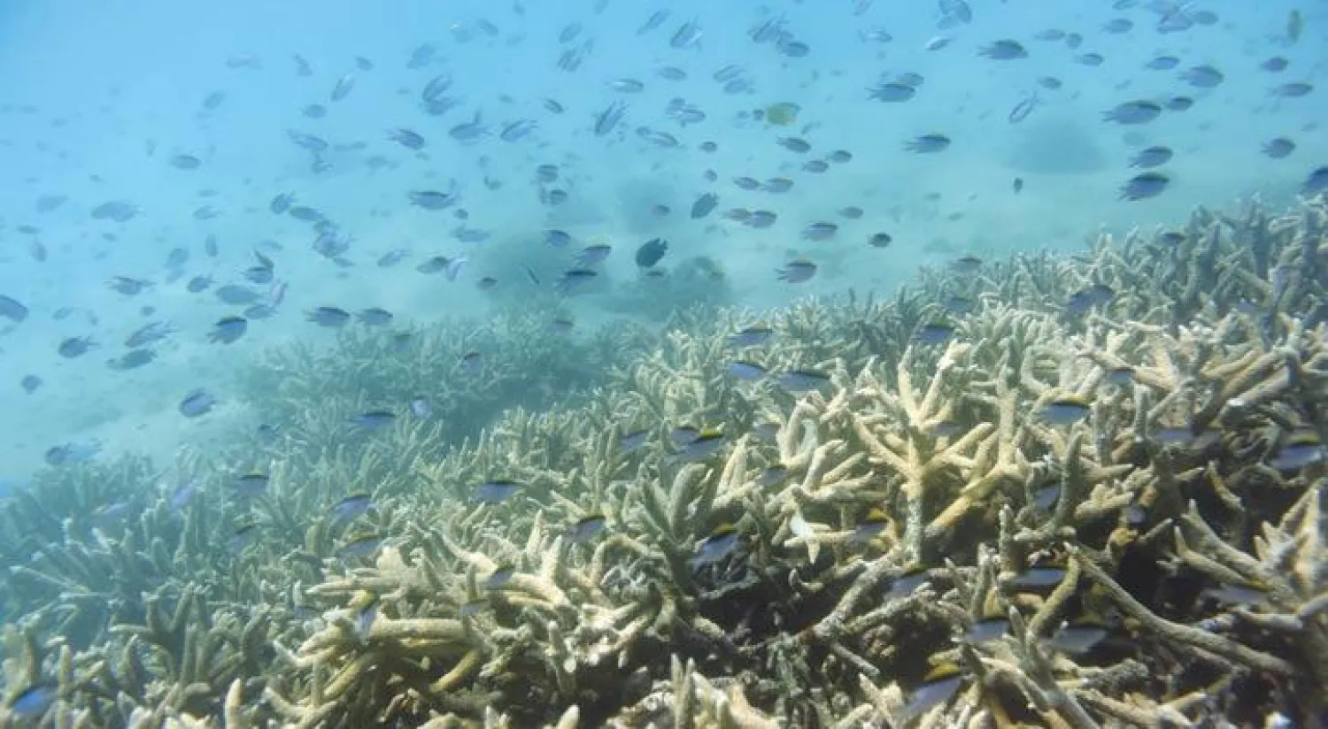 الحاجز المرجاني العظيم في أستراليا يعاني من ظهور الابيضاض بسبب اختفاء الطحالب (إ.ب.أ)